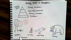 Energy Flow in Ecosystems Instructional Video