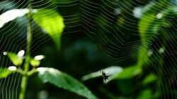 Spider (Hosselt's Spiny Spider) Building a web in forest, Thailand. Stock Footage
