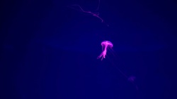 Close-up Jellyfish, Medusa in fish tank with neon light. Stock Footage