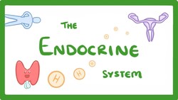 GCSE Biology - Endocrine System & Hormones #59 Instructional Video