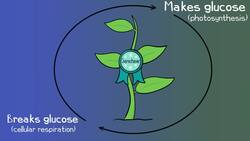 Aerobic Cellular Respiration in Eukaryotic Cells Instructional Video