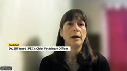 Here's what P.E.I. health officials and veterinarians have to say right now about avian flu News Clip