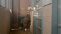 Training Giraffes To Step on Special Scales Is Pretty Tough Instructional Video