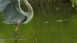 Everglades National Park - Royal Palm Instructional Video