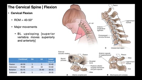 Cervical Flexion & Extension BIOMECHANICS