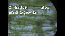 Discovering Plants Quiz Instructional Video