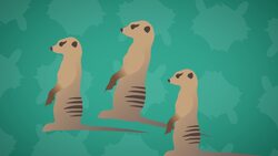 High Five Facts - Skunks Choca Esos Cinco - Mofetas Instructional Video