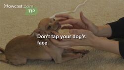How to Stop Your Puppy From Biting Instructional Video