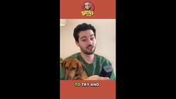 The Importance of English Royal Dogs Instructional Video