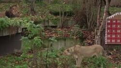 Animals get a taste of Christmas at London Zoo News Clip