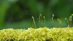 Motion video of waterdrop on green moss Stock Footage