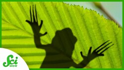 The Frog with Hidden Claws Instructional Video