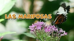 I WONDER - Why Are Butterflies So Colourful? Me Pregunto - Por Qué Las Mariposas Son Tan Coloridas? Instructional Video