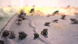 The Life of Houston Toads Will Surprise You! Instructional Video