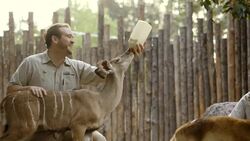 Come Along on the Journey of Breakfast Time for these Cute, Hoofed Baby Animals Instructional Video