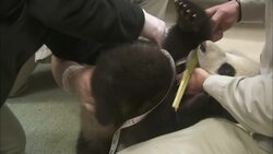 The Best Birthday Ever! A Frozen Bamboo Cake For This Panda Cub Instructional Video