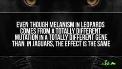 6 Delightfully Goth Animals Instructional Video