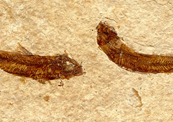 Evolution: The Evidence Instructional Video