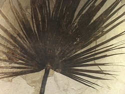 Explorando fósiles: vídeo de evaluación Instructional Video