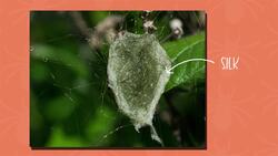 I WONDER - Do Arachnids Lay Eggs? Instructional Video