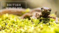 British Wildlife: Newts Instructional Video