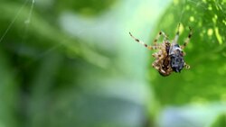 Spider Wrapping Prey in Slow Motion Stock Footage