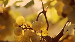 Yellow grapes on grapevine Stock Footage