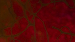 View Inside the Body Stock Footage