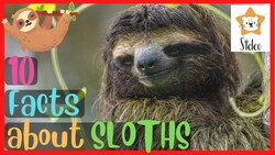 10 Interesting Facts About Sloths Instructional Video