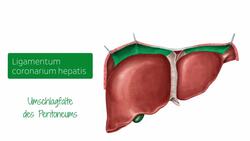 Leber in der ventralen Ansicht Instructional Video