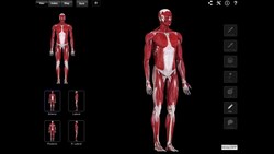 The Deep Muscles Of The Anterior Compartment Of The Forearm Instructional Video