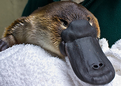 Duck-Billed Platypus Instructional Video