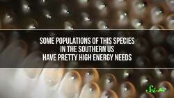 The Mosquito That Doesn’t Bite You, Even Though It Could Instructional Video