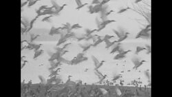 Man feeding wild ducks in Seattle News Clip