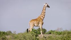 Tracking The Movements of Giraffes in the Wild Is Vital Instructional Video