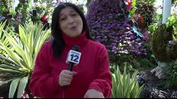Florals in fashion: Orchid show returns to New York Botanical Garden News Clip