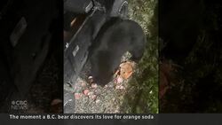#TheMoment a bandit bear quenches its thirst News Clip