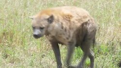 Hyenas, vultures and wildebeest in a nature reserve park News Clip