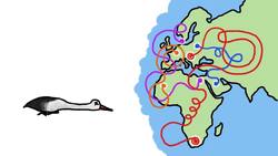 ¡¿Pájaros que hibernan en lagos?! Instructional Video