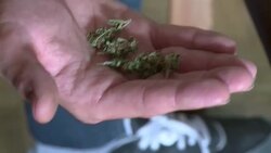 VOICED : Uruguay legaliza la marihuana News Clip