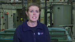 Protected sea turtles washing up on Massachusetts beaches News Clip