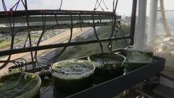 Biodegradable plastic made from seaweed organisms News Clip