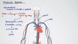 Pressure Reflexes and Mean Arterial Pressure Instructional Video