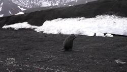 #TheMoment a CBC reporter was chased by a seal in Antarctica News Clip