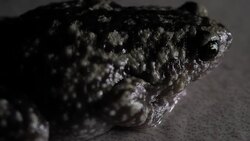 Toad Close Footage Stock Footage