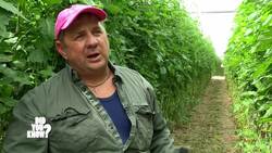 Tomatoes: A Fruit Disguised as a Vegetable Instructional Video