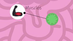 Bacteria in digestion Instructional Video