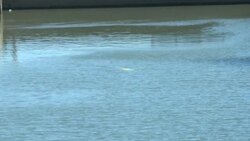 CLEAN : Beluga whale stranded in France's Seine river News Clip