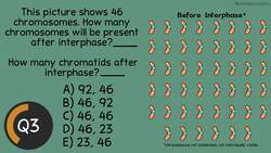 Mitosis and Meiosis: Before the Bell Biology Instructional Video