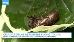 Cicadas Delay Reporters' Flight From D.C. To U.K. News Clip
